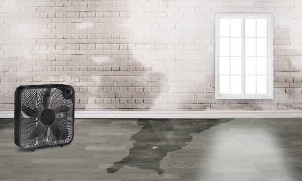 Best Water damage cleanup near me  in Cornelia, GA